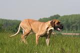 DOGUE ALLEMAND 527